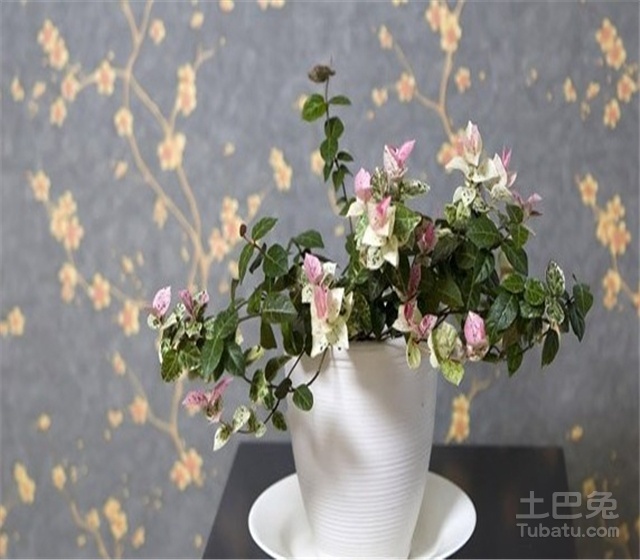 花叶络石花期及相关介绍