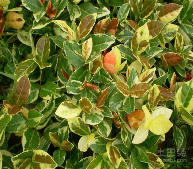 花叶络石花期及相关介绍
