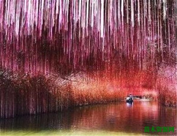 锦屏藤的种植方法 锦屏藤有毒吗能在室内养吗
