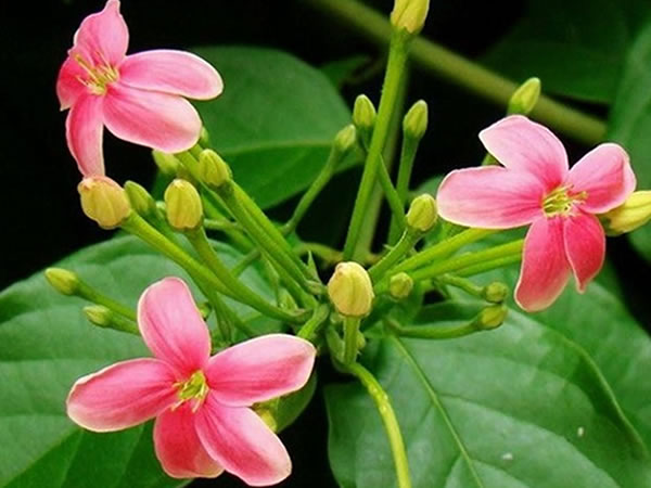 使君子花语是什么 使君子花语及传说