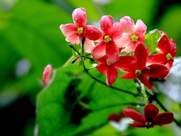 使君子花语是什么 使君子花语及传说