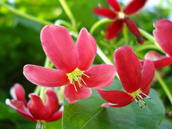 使君子花语是什么 使君子花语及传说