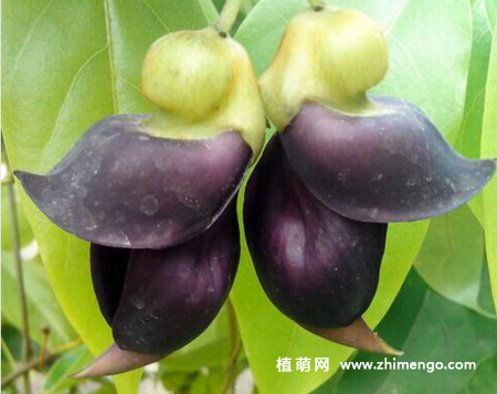 禾雀花怎么扦插，春季和秋季扦插