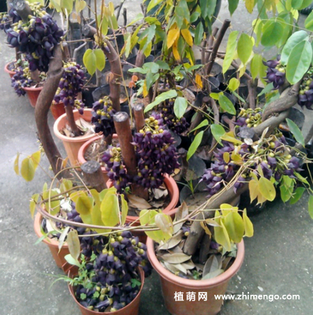 禾雀花怎么扦插，春季和秋季扦插