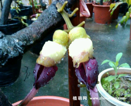 禾雀花怎么扦插，春季和秋季扦插