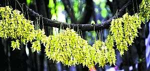 禾雀花开 千藤闹春