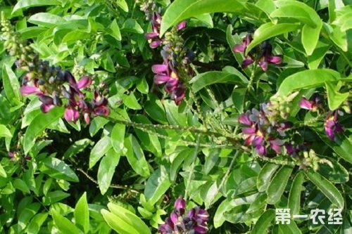 鸡血藤是什么植物？