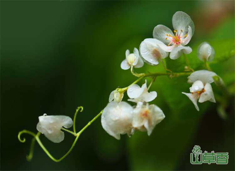 藤蔓之后珊瑚藤的花语和传说