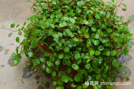 千叶吊兰干枯掉叶子什么原因，千叶吊兰干枯掉叶子怎么办