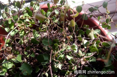千叶吊兰干枯掉叶子什么原因，千叶吊兰干枯掉叶子怎么办