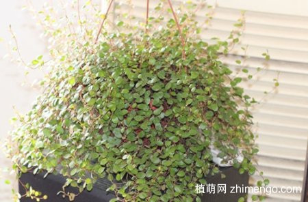 千叶吊兰干枯掉叶子什么原因，千叶吊兰干枯掉叶子怎么办