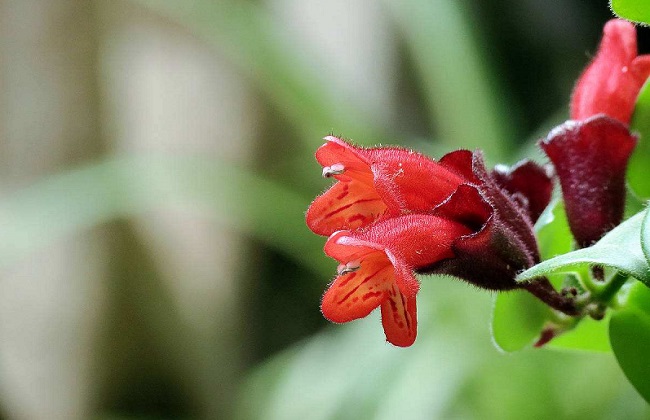 口红花有毒吗？口红花适合放在卧室内吗？