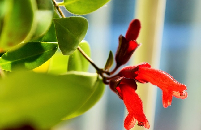 口红花有毒吗？口红花适合放在卧室内吗？
