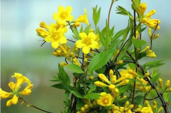 法国香水花的养殖方法和注意事项(耐寒又耐热的爬藤植物)