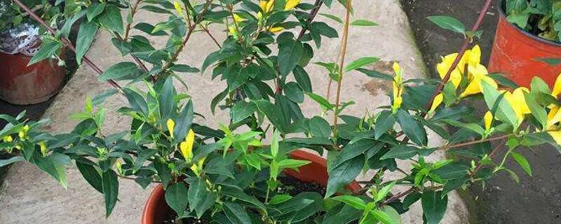 法国香水花怎么养？