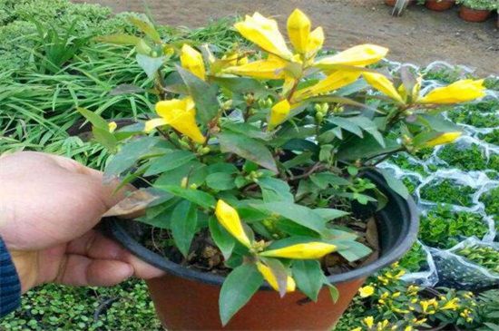 法国香水花怎么养？