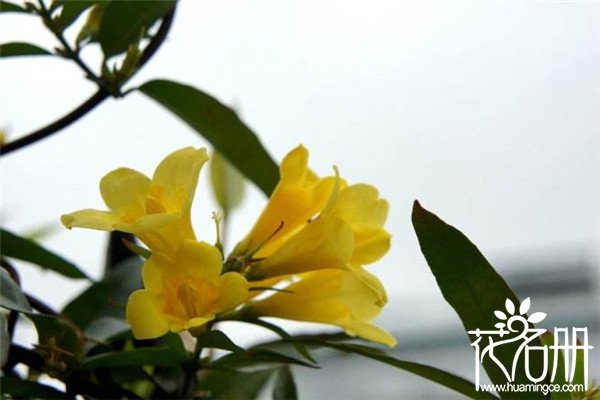 法国香水花什么时候开花，秋季为盛花期