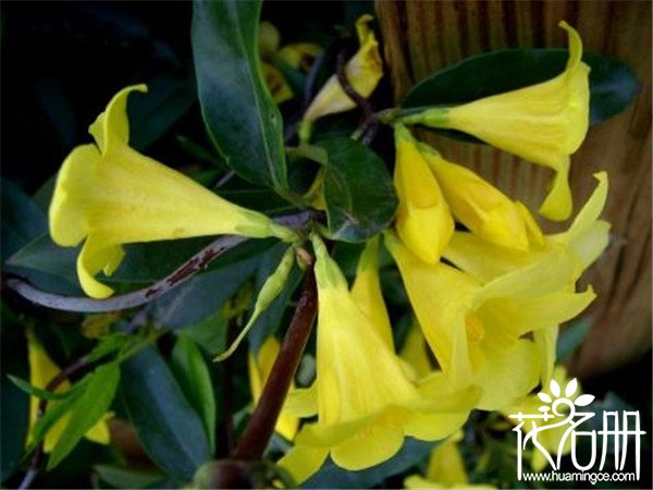 法国香水花什么时候开花，秋季为盛花期