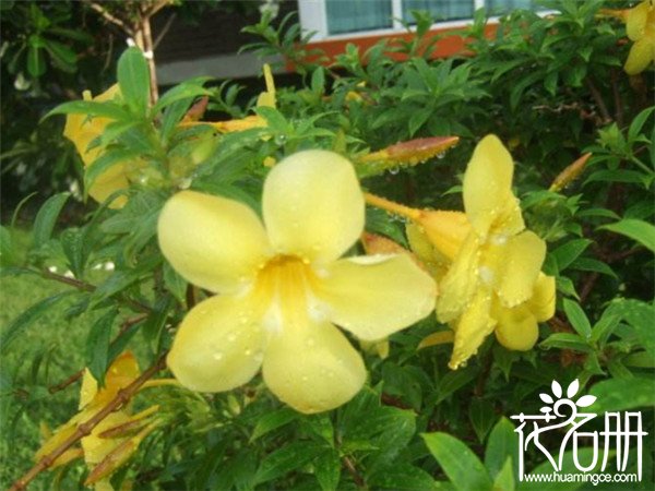 法国香水花什么时候开花，秋季为盛花期