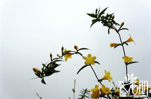 法国香水花什么时候开花，秋季为盛花期
