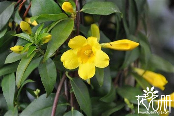 法国香水花什么时候开花，秋季为盛花期