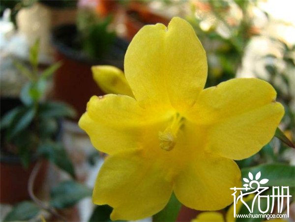 法国香水花什么时候开花，秋季为盛花期