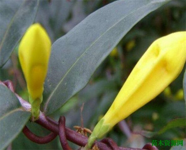 法国香水花有毒吗 香水花怎么养