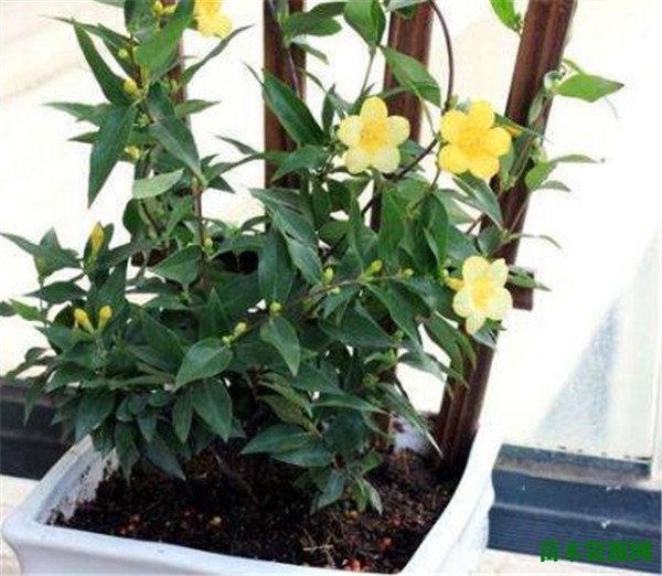 法国香水花有毒吗 香水花怎么养