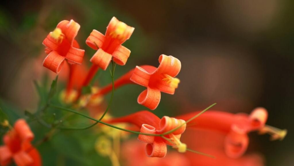 爆仗竹花怎么养殖？