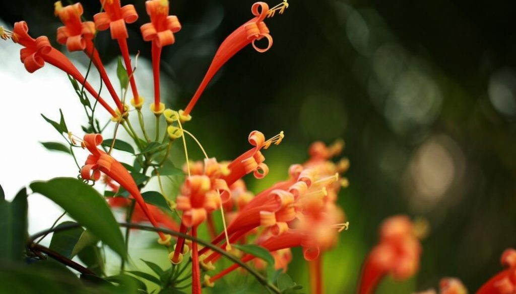 爆仗竹花怎么养殖？