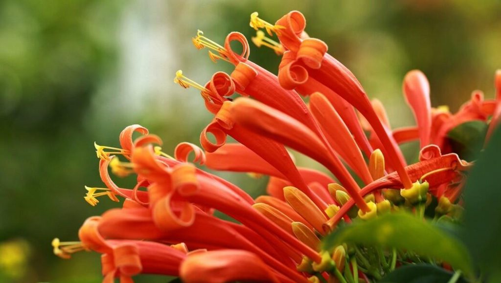 爆仗竹花怎么养殖？