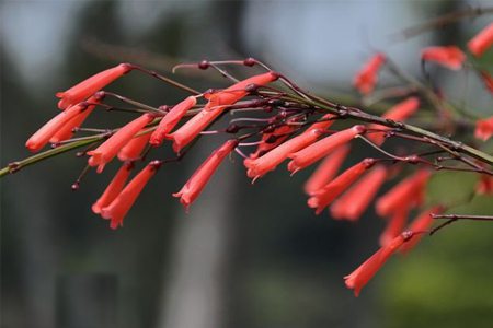 爆仗竹(炮仗竹)盆栽管理方法
