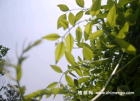 紫藤不开花原因，常见有5种原因
