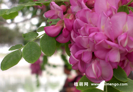 紫藤不开花原因，常见有5种原因