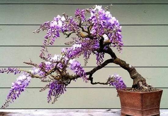 紫藤为什么不开花，详解5种原因及解决方法