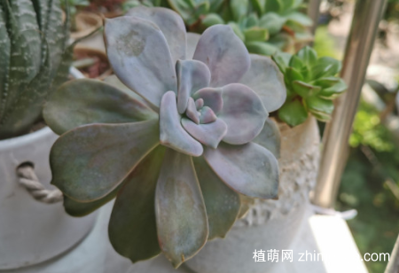 紫乐耐寒多少度