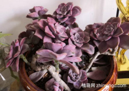 紫乐耐寒多少度