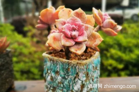 紫乐耐寒多少度