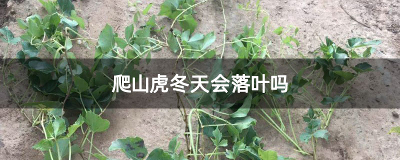 爬山虎冬天会落叶吗