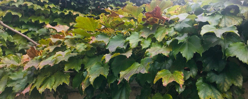 爬山虎烂根怎么办