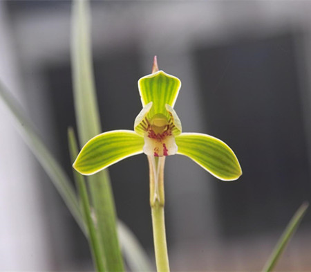 豆瓣兰种植常见问题及解决办法