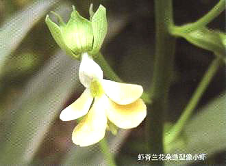 虾脊兰的观赏与栽培