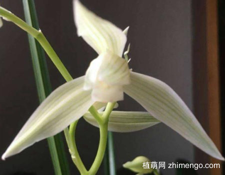 大雪素怎么养,大雪素日常养护方法