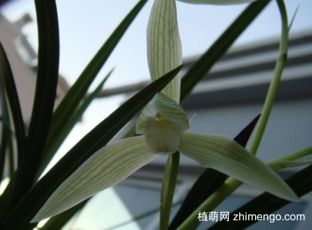 大雪素怎么养,大雪素日常养护方法