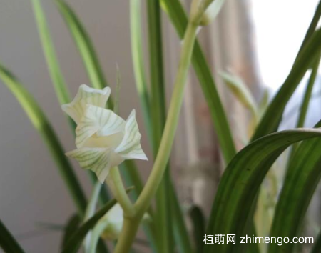 大雪素怎么养,大雪素日常养护方法