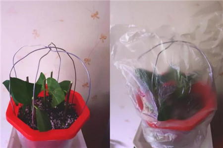 大雪天，这3种花扔土里就活，来年红红火火，开成一片！