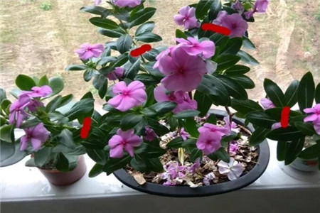 大雪天，这3种花扔土里就活，来年红红火火，开成一片！
