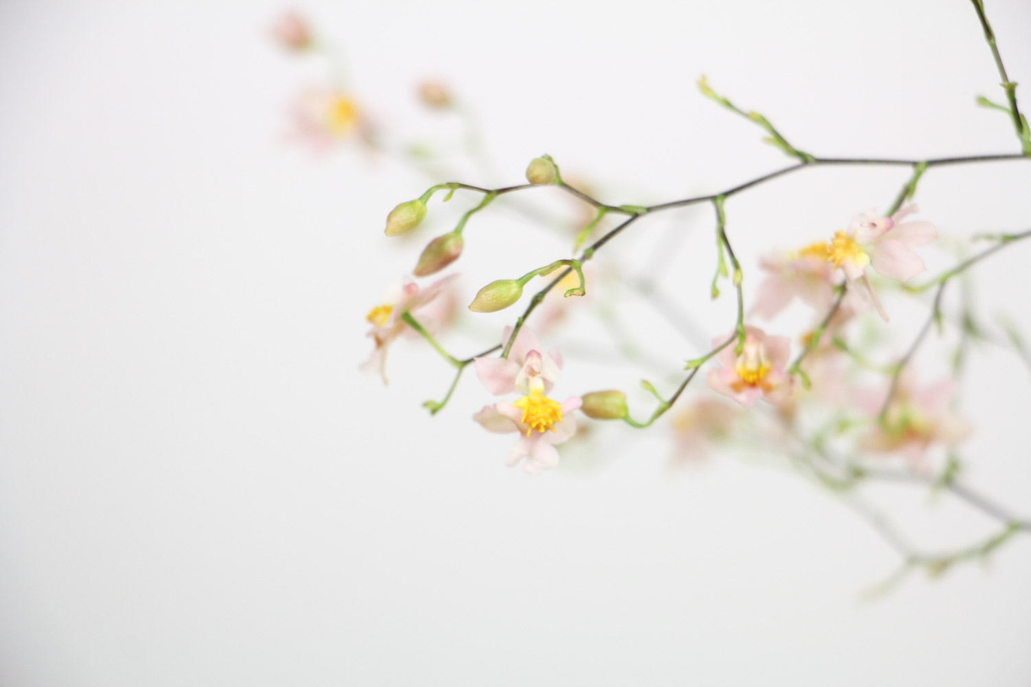 文心兰从抽花剑到开花要多久，抽花剑后怎么养护