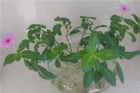 大雪天，这3种花扔土里就活，来年红红火火，开成一片！