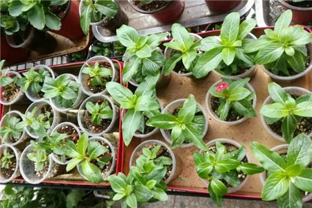 大雪天，这3种花扔土里就活，来年红红火火，开成一片！